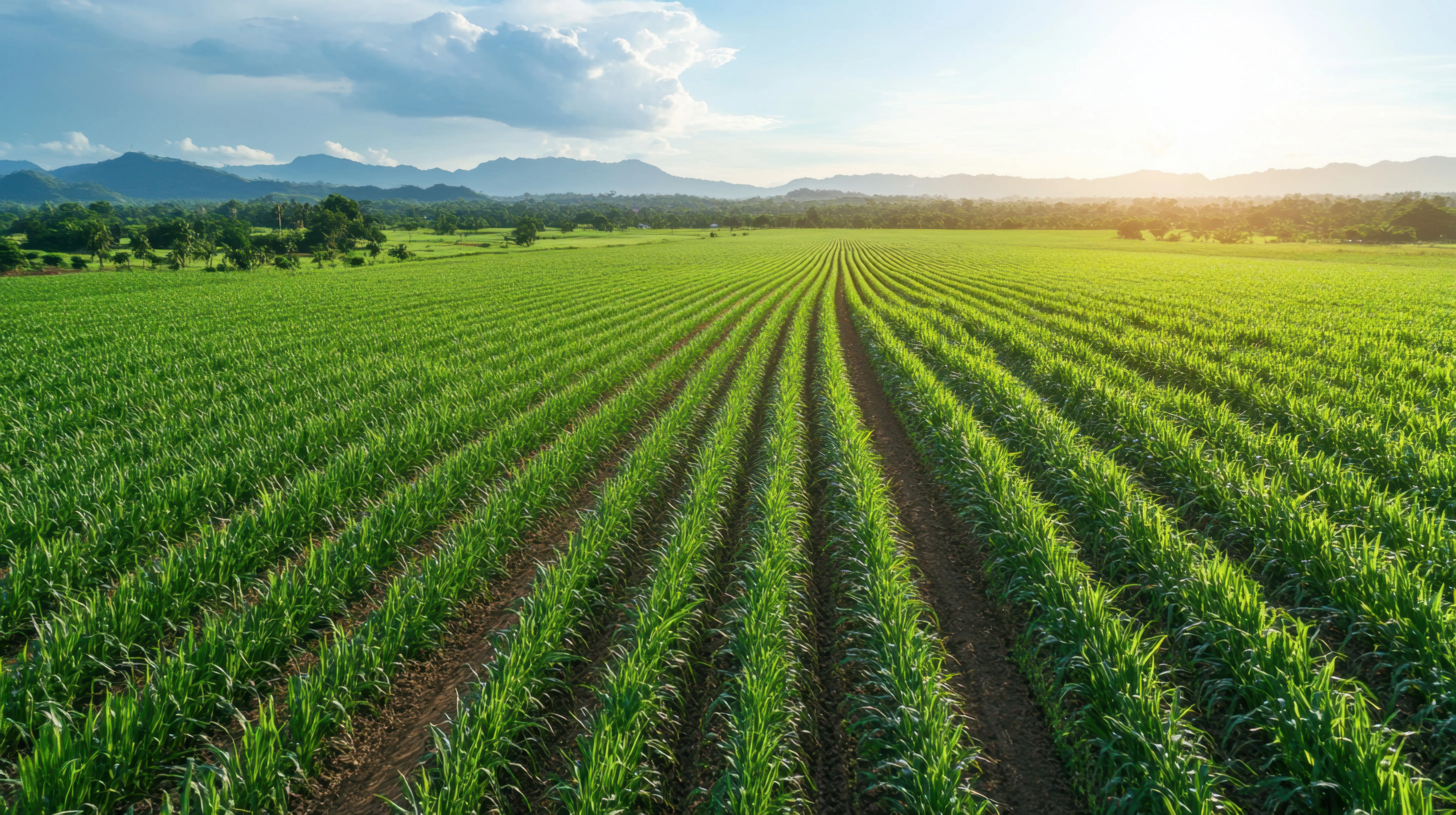Brazilian sugarcane field at dawn with mountains in the background